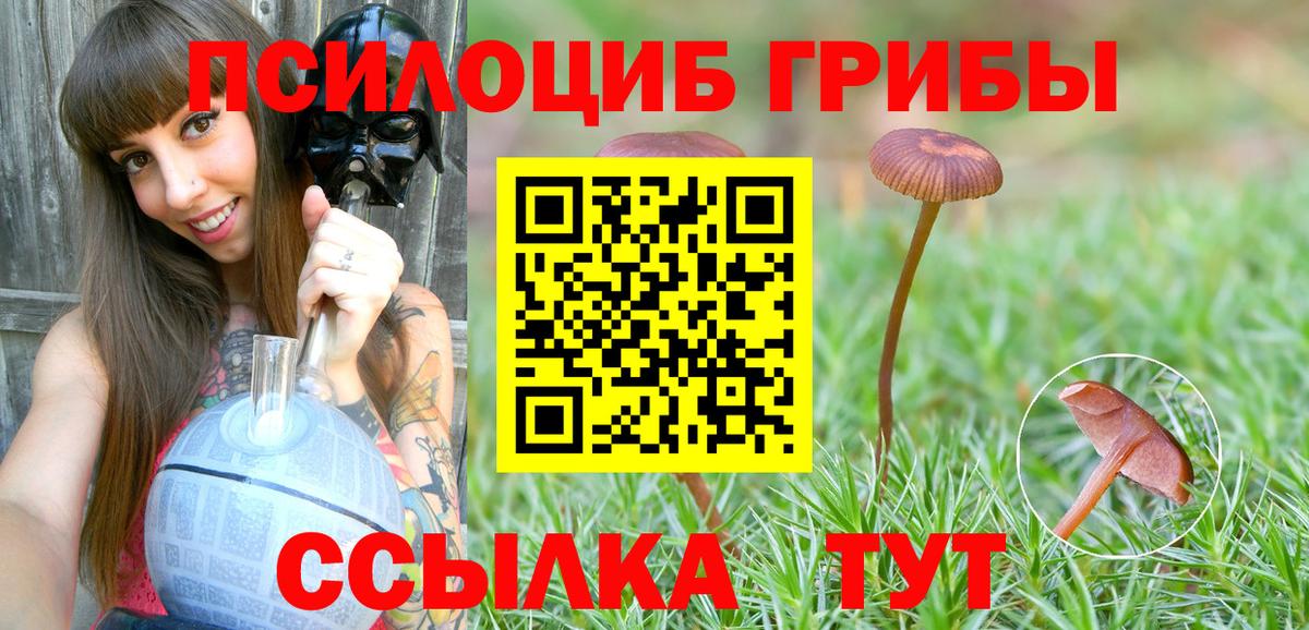 Псилоцибиновые грибы Psilocybe Пушкино